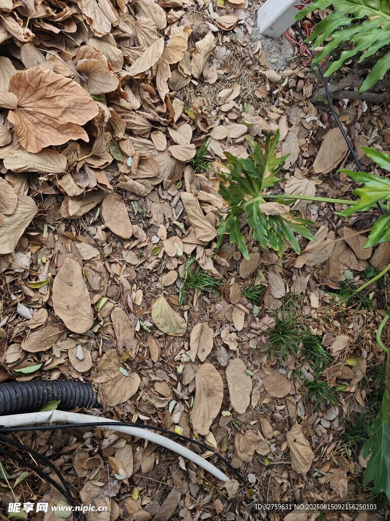 地面上的绿植与碎石