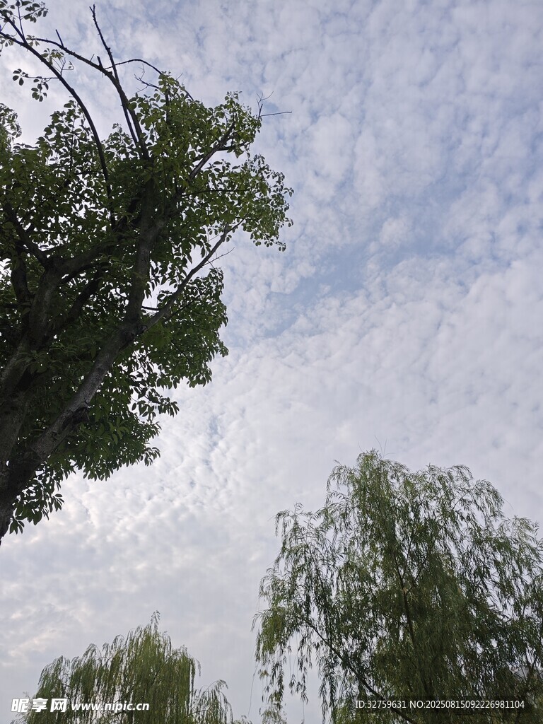 仰望天空中的绿树与白云