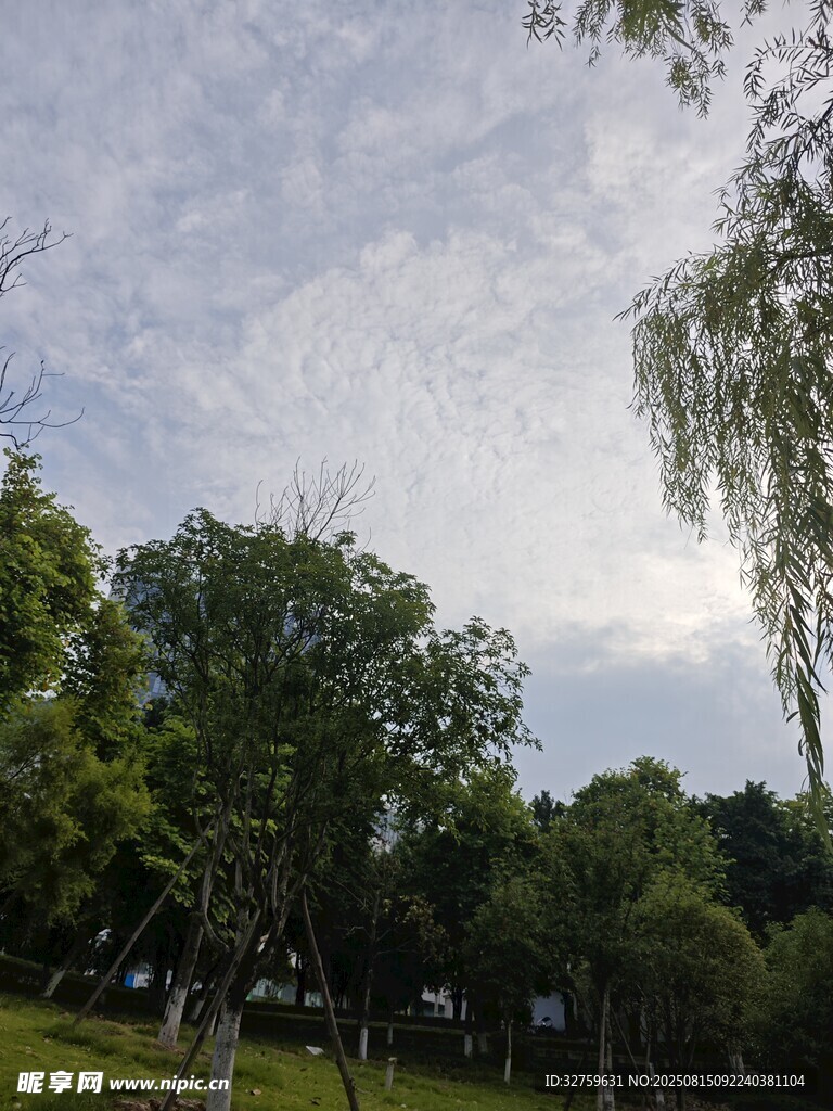 夏日公园绿树蓝天景致