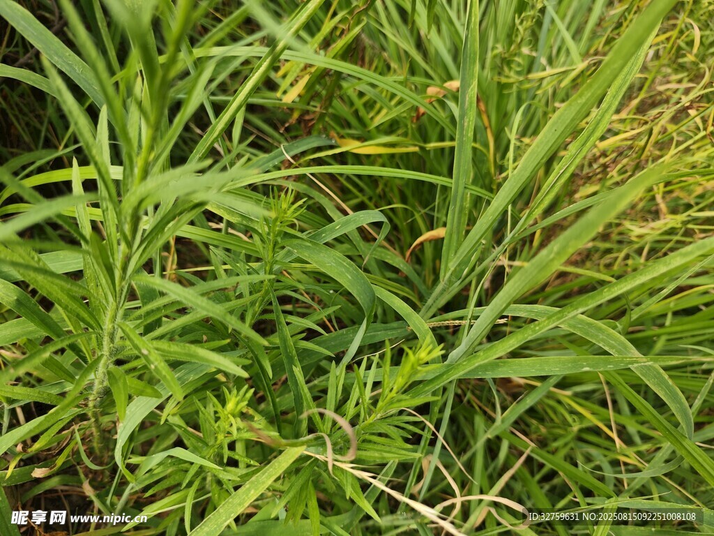翠绿繁茂的丛生植物