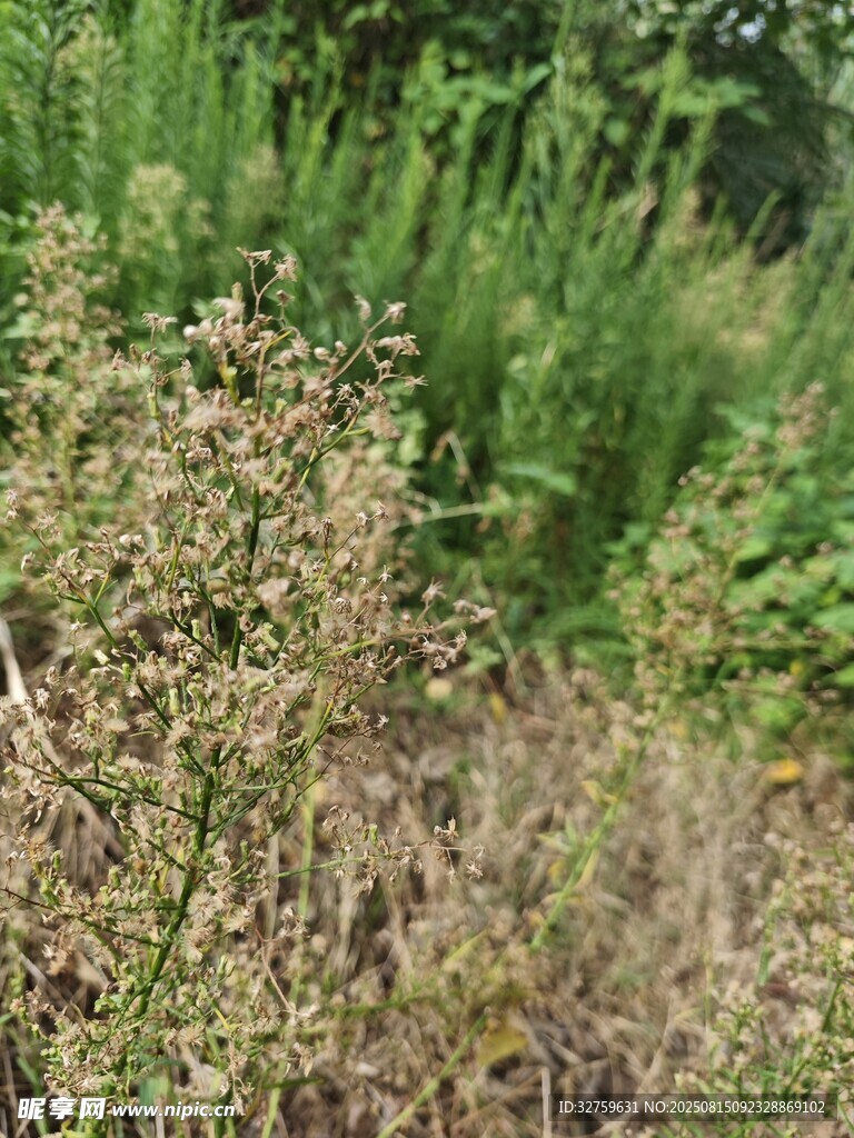 野外繁茂的杂草植物