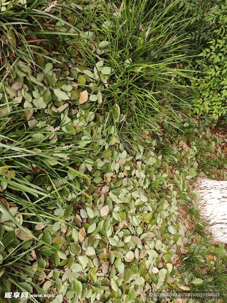 地面绿植景象