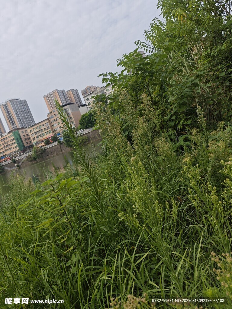城市边的繁茂绿植景观
