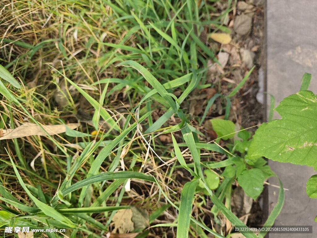 地面的杂草与绿植