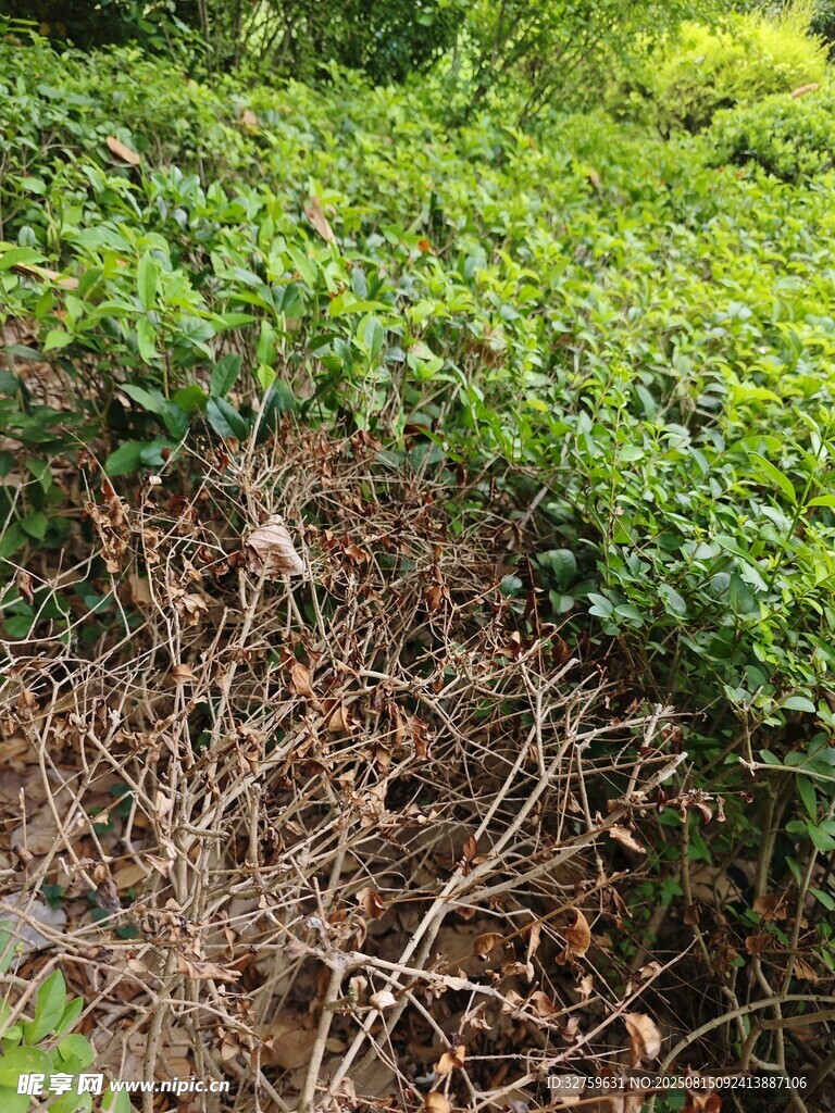 茶园边的枯枝与绿植