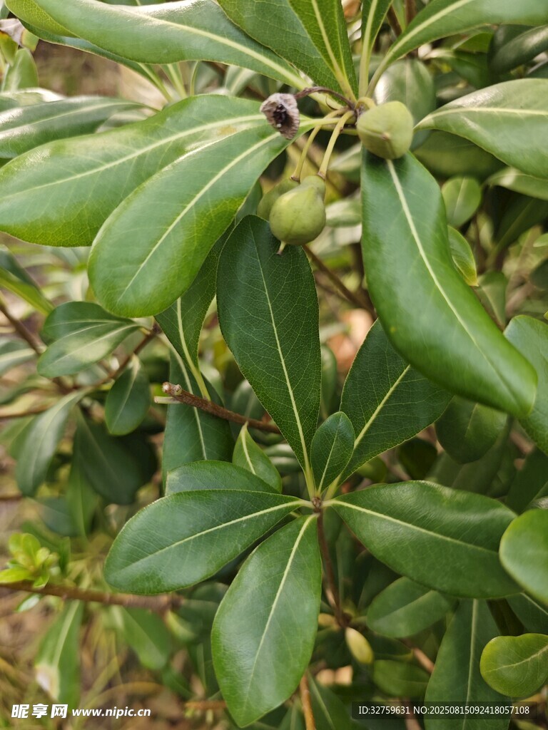 绿叶簇拥下的青果植物