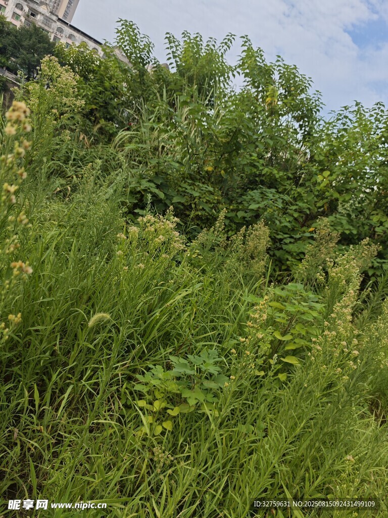 野外繁茂的绿色植物景观