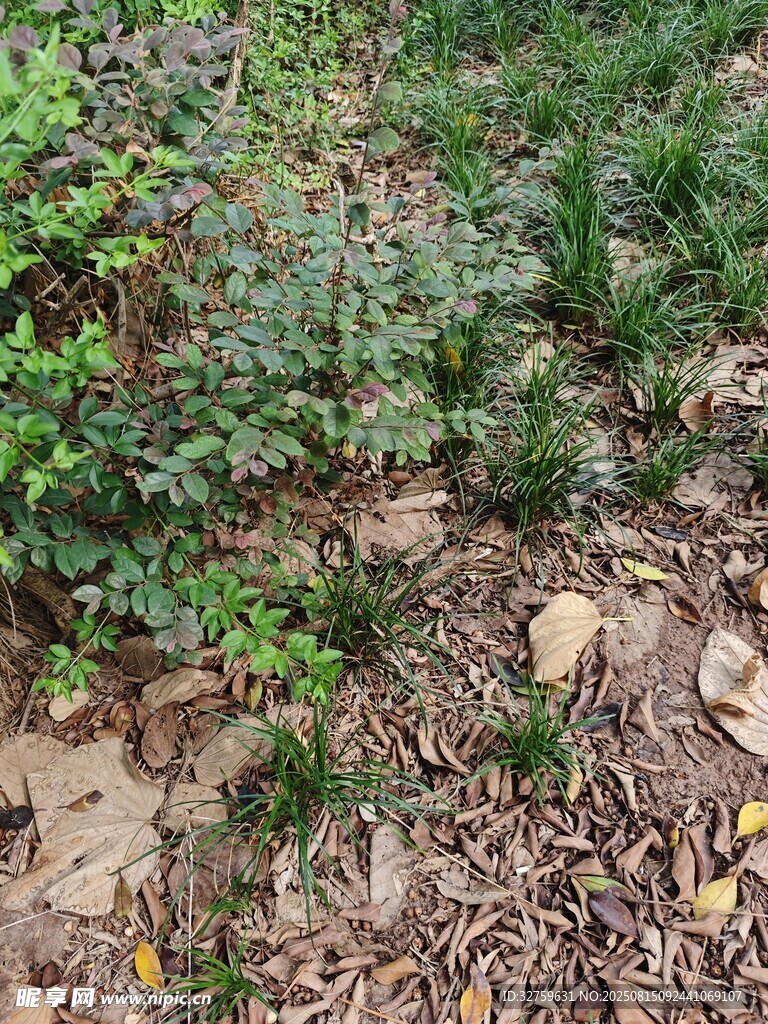 地面绿植与枯叶景象