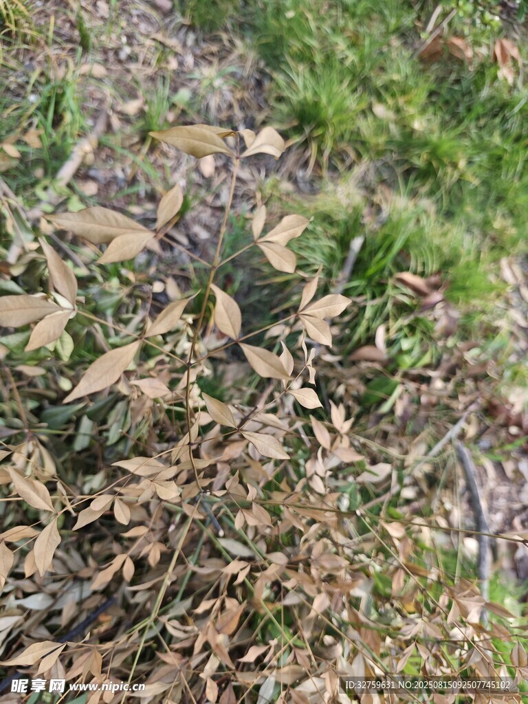 地面上的枯黄落叶