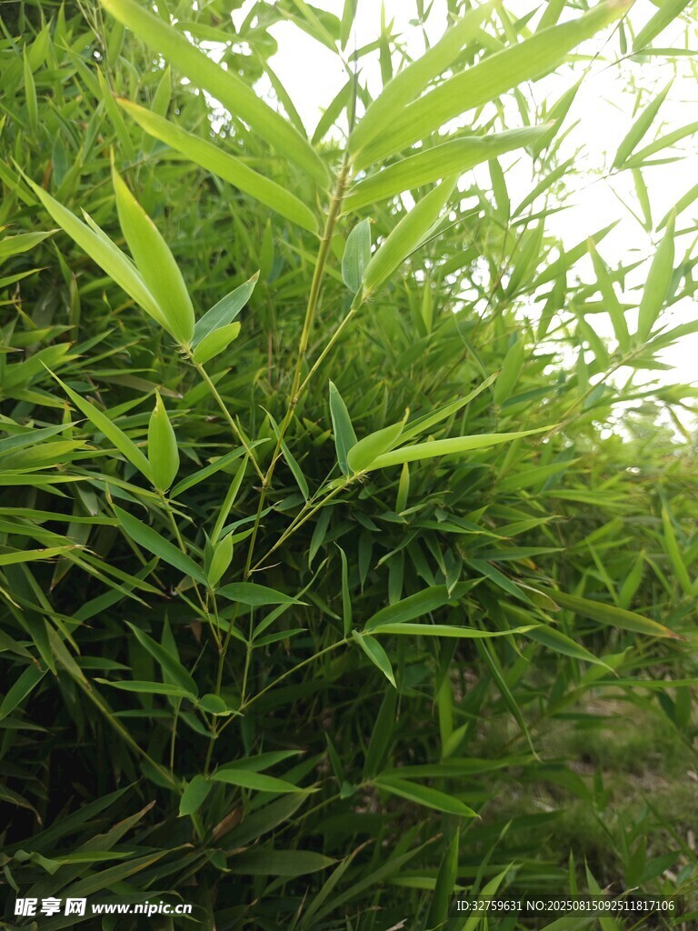 翠绿竹林景致