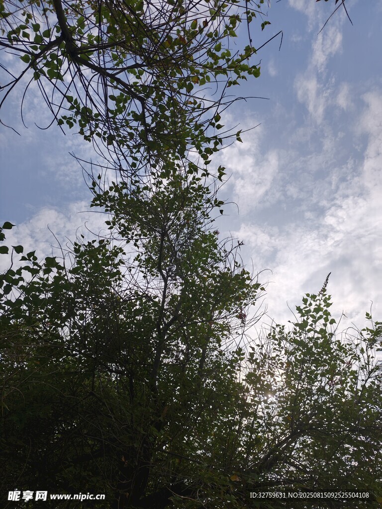 林间树梢望蓝天
