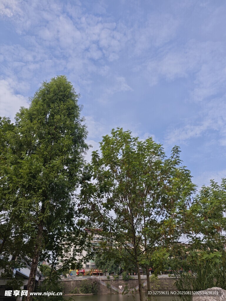 蓝天绿树景致