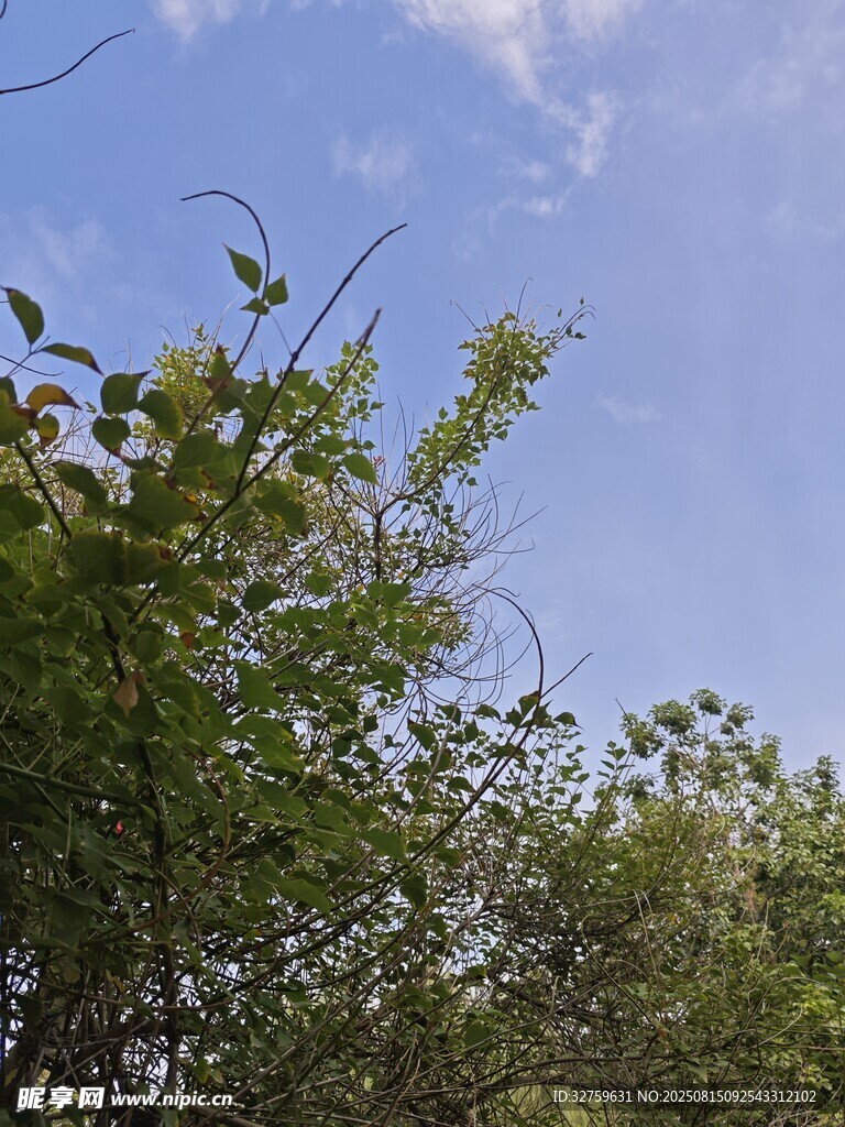 蓝天绿树间的清新景致