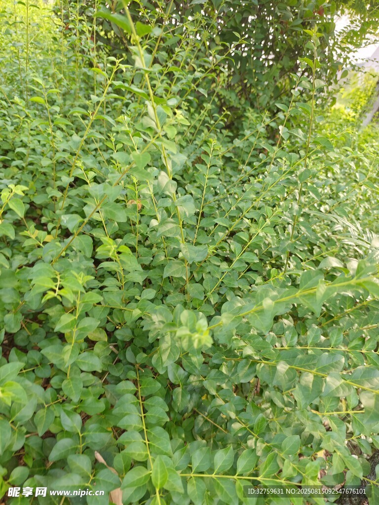繁茂绿植景观