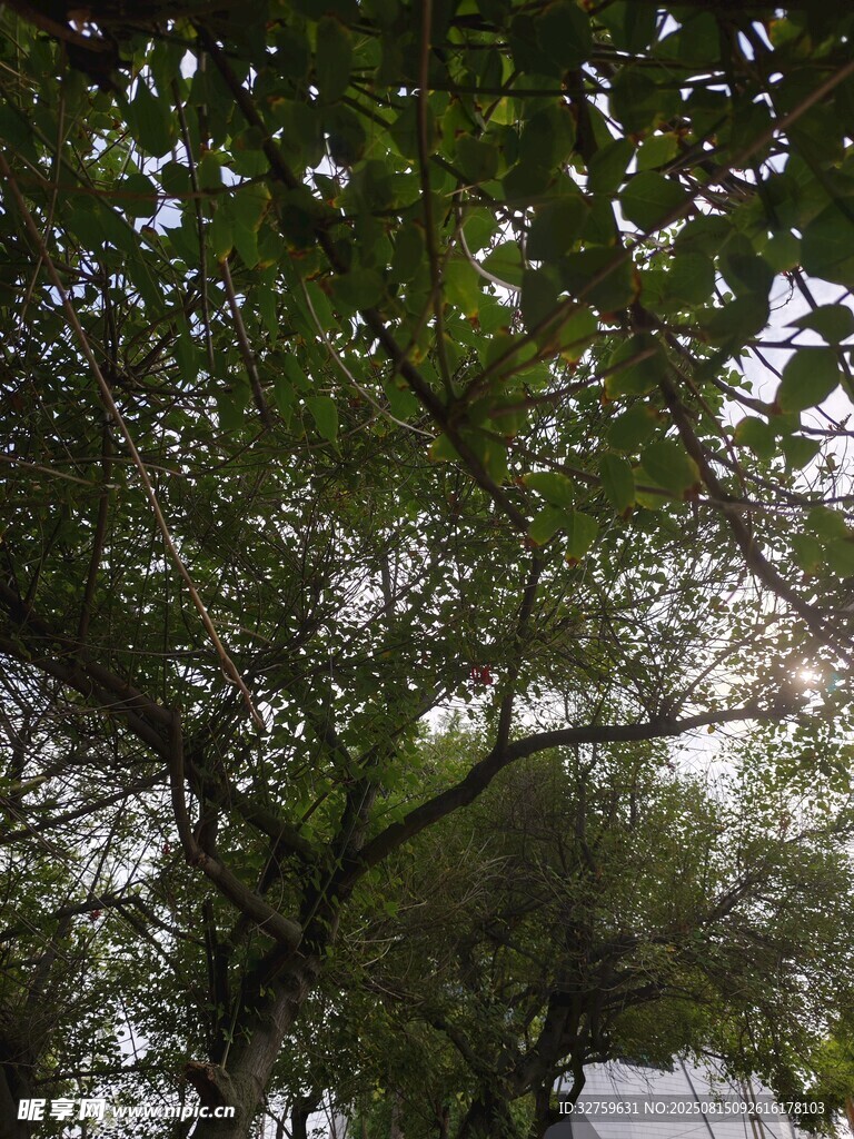 繁茂绿树树冠景色