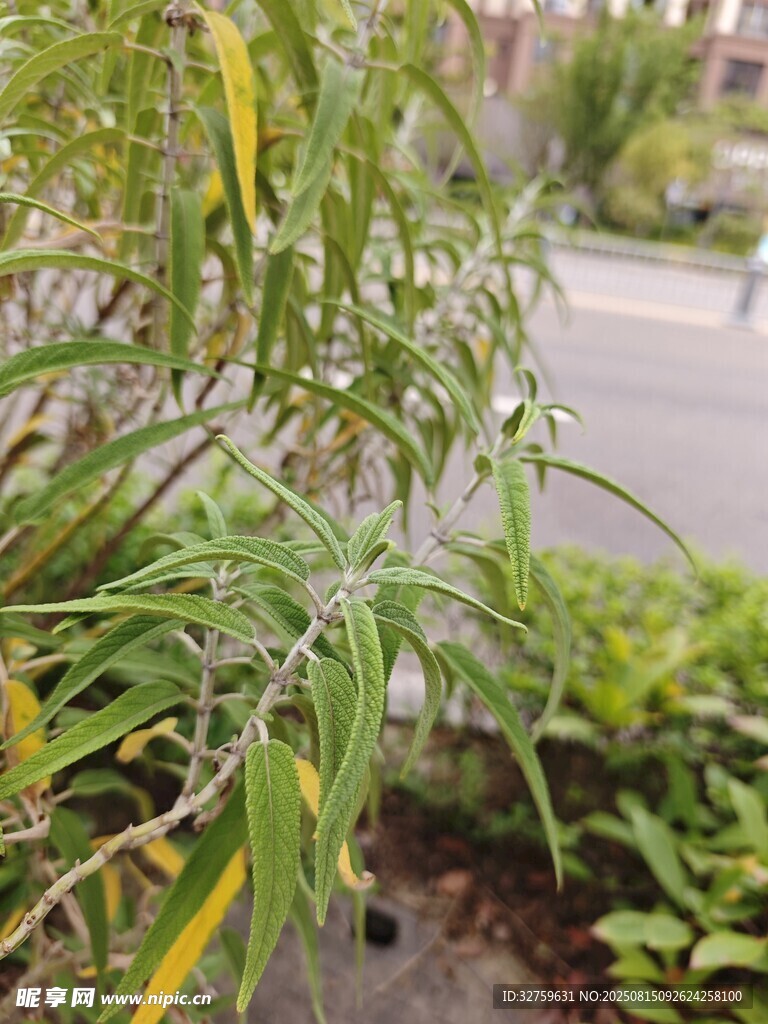 翠绿枝叶生机勃勃的植物