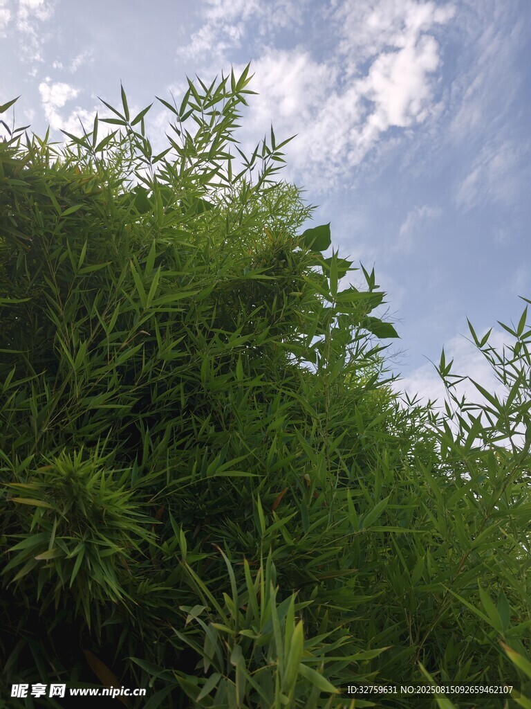 蓝天映衬下的翠绿竹林