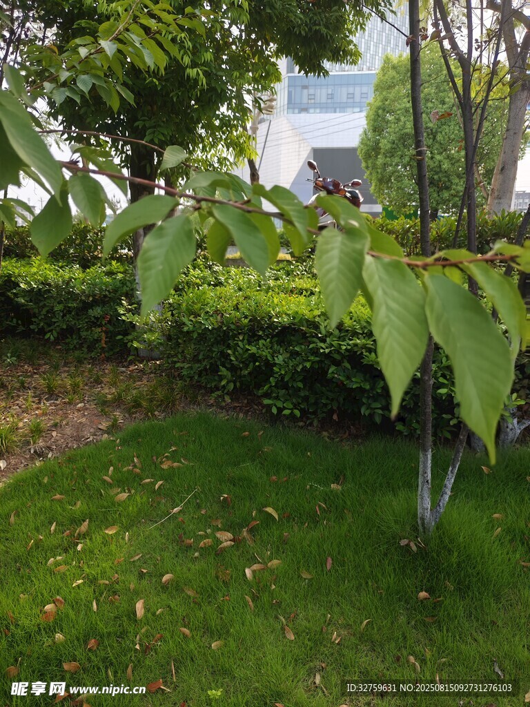 绿意盎然的庭院植物景观