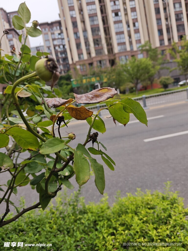 路边绿植与远处楼房