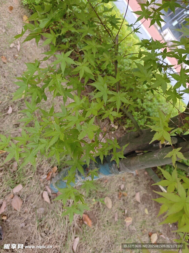 嫩绿枫叶下的蓝色物件