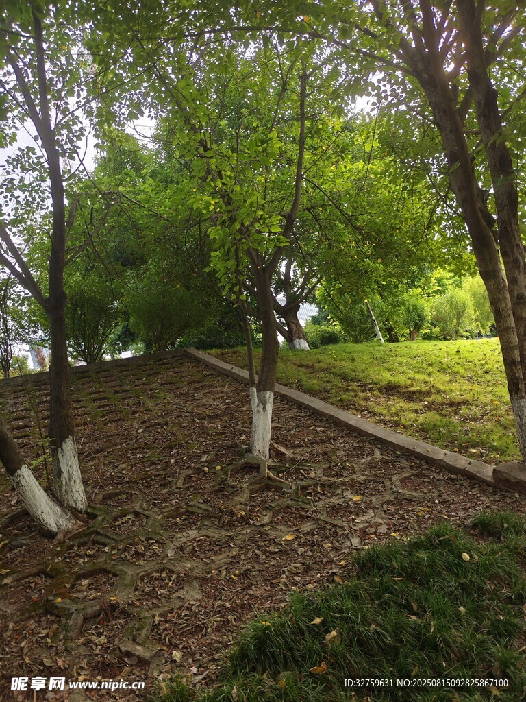 林间绿意盎然的静谧场景