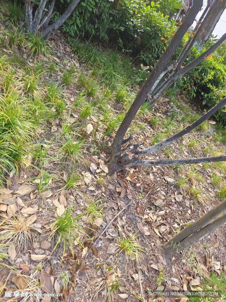 山坡绿植与落叶景观