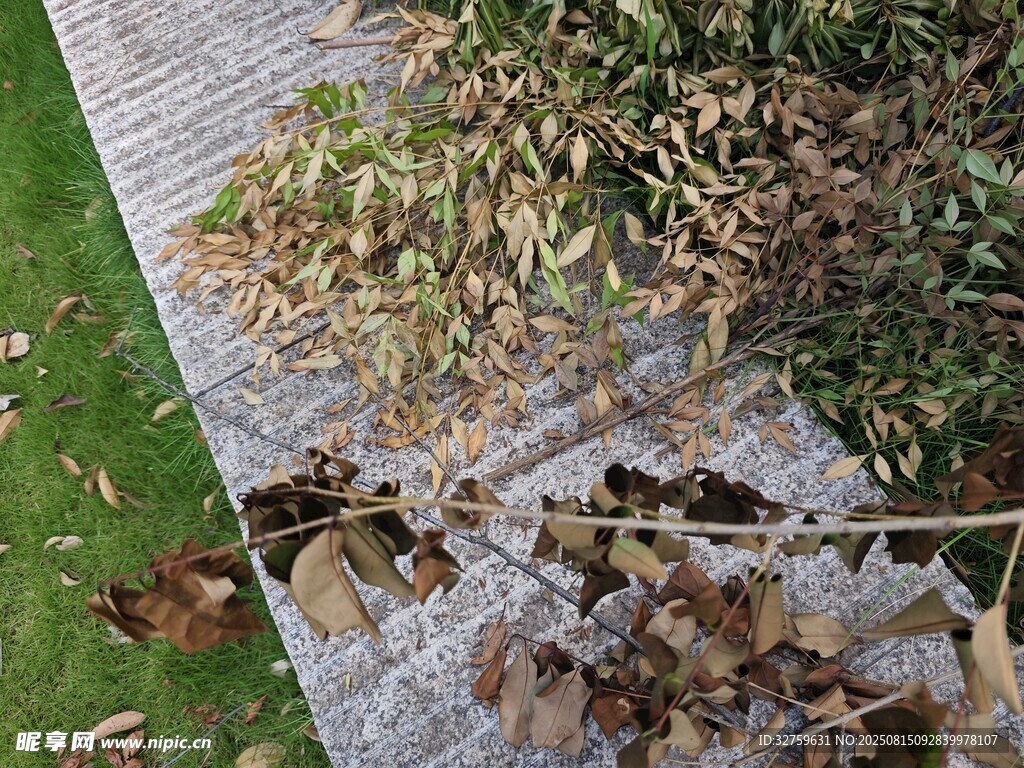 地面落叶与绿植景观