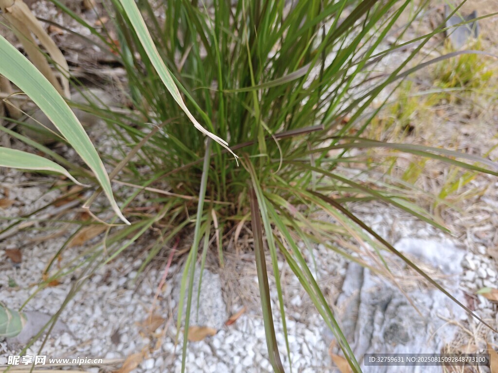 沙漠中的绿色耐旱植物