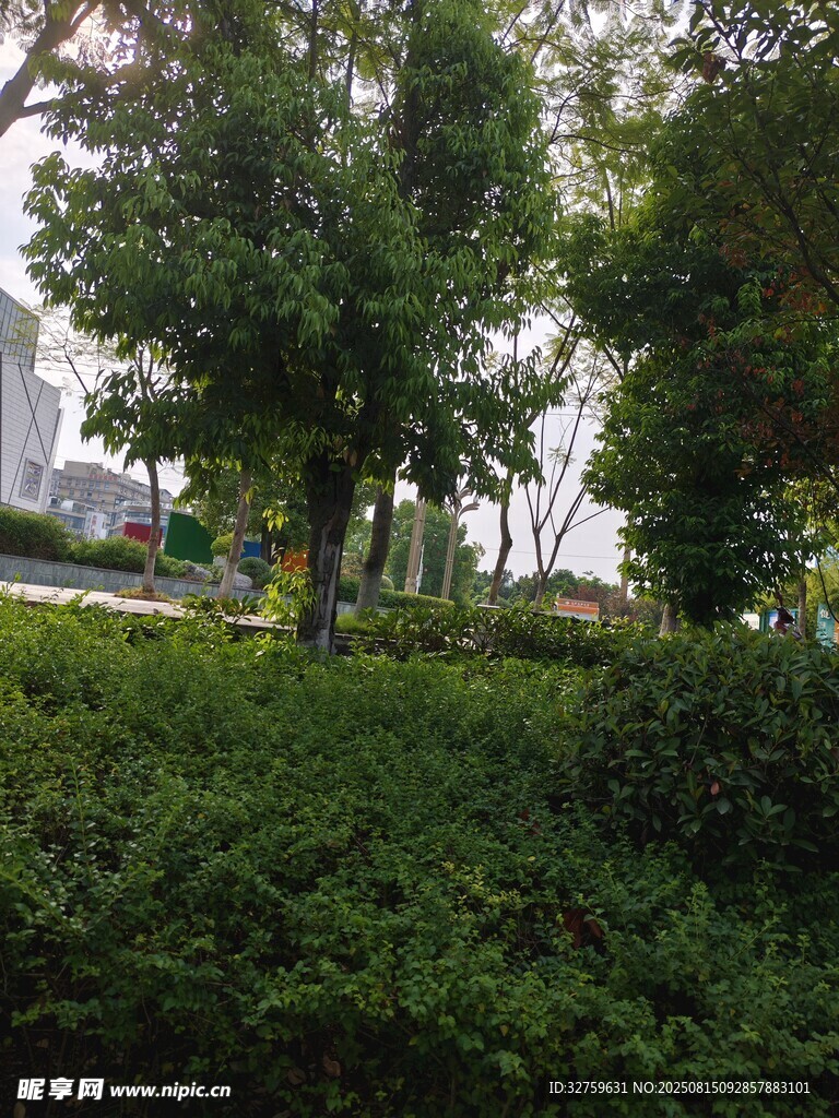 城市中的绿树与繁茂灌木丛