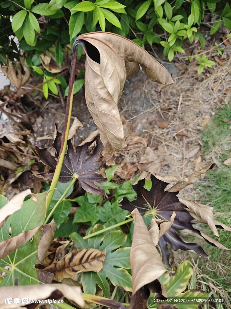 枯叶中的伪装昆虫