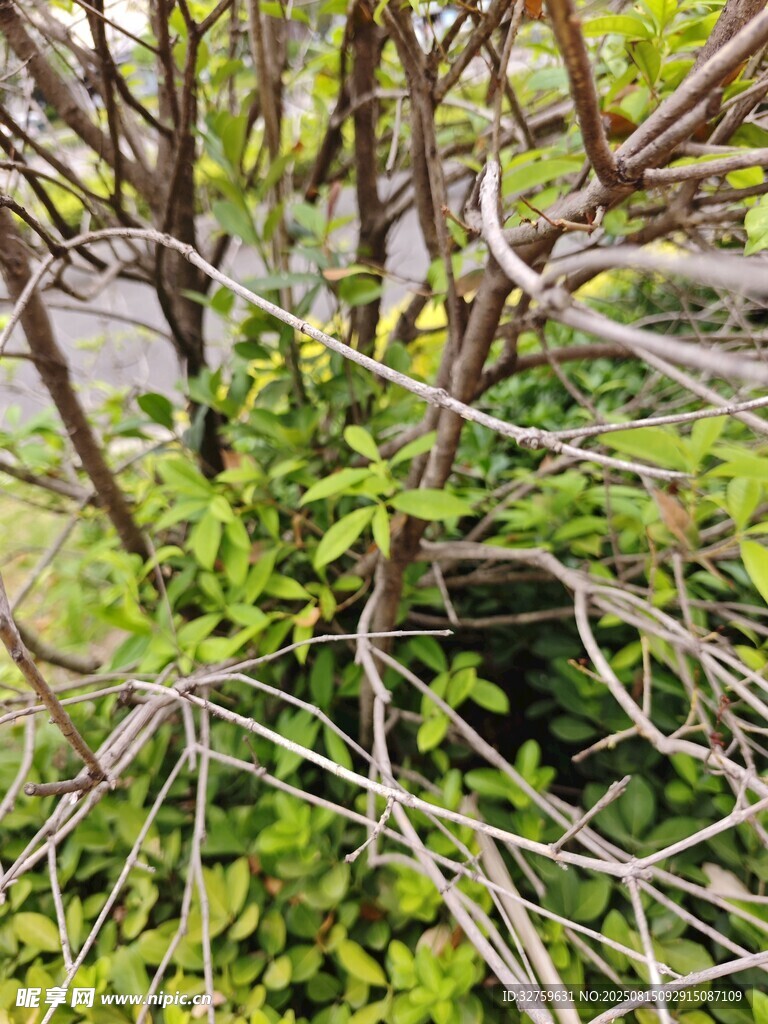 嫩绿枝叶的繁茂灌木丛