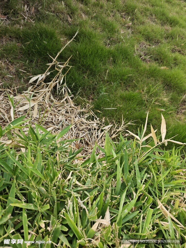 草地中的杂草与枯枝