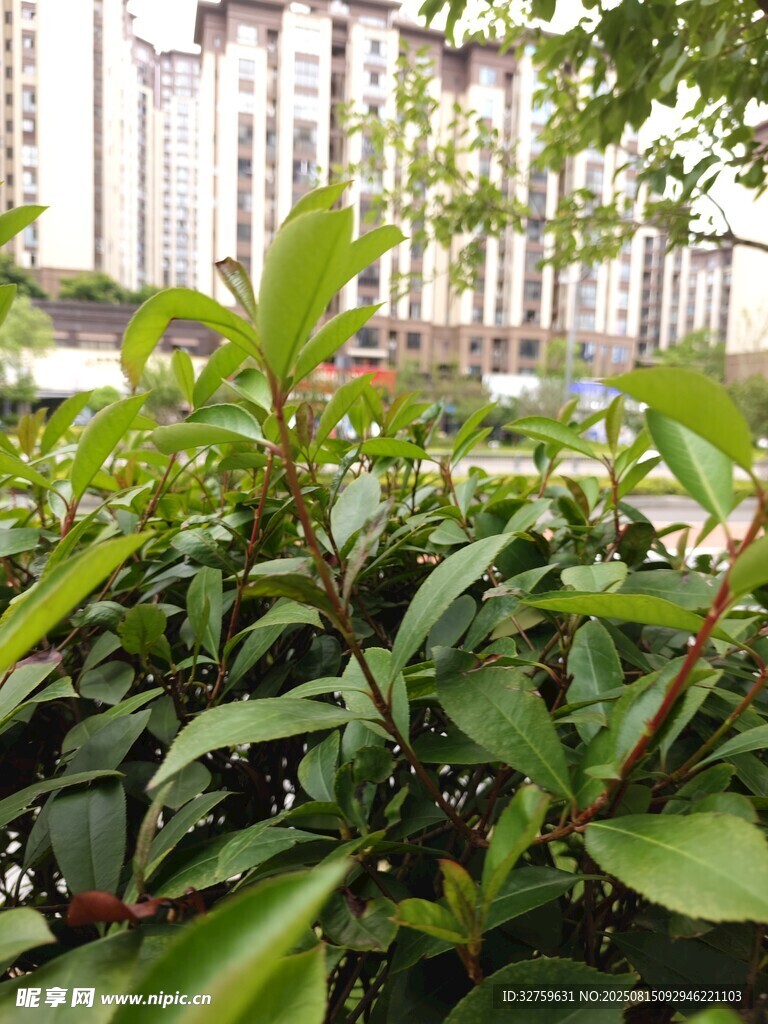 绿叶繁花映衬下的城市景观