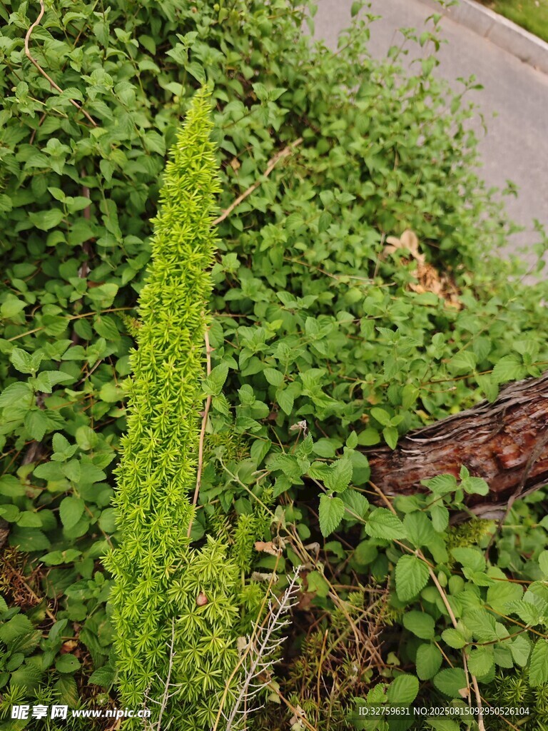 路边繁茂的绿色植物
