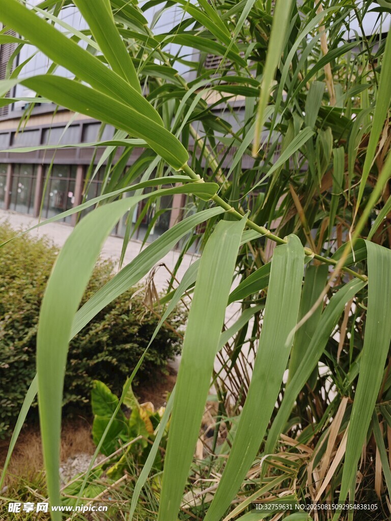 翠绿植物 
