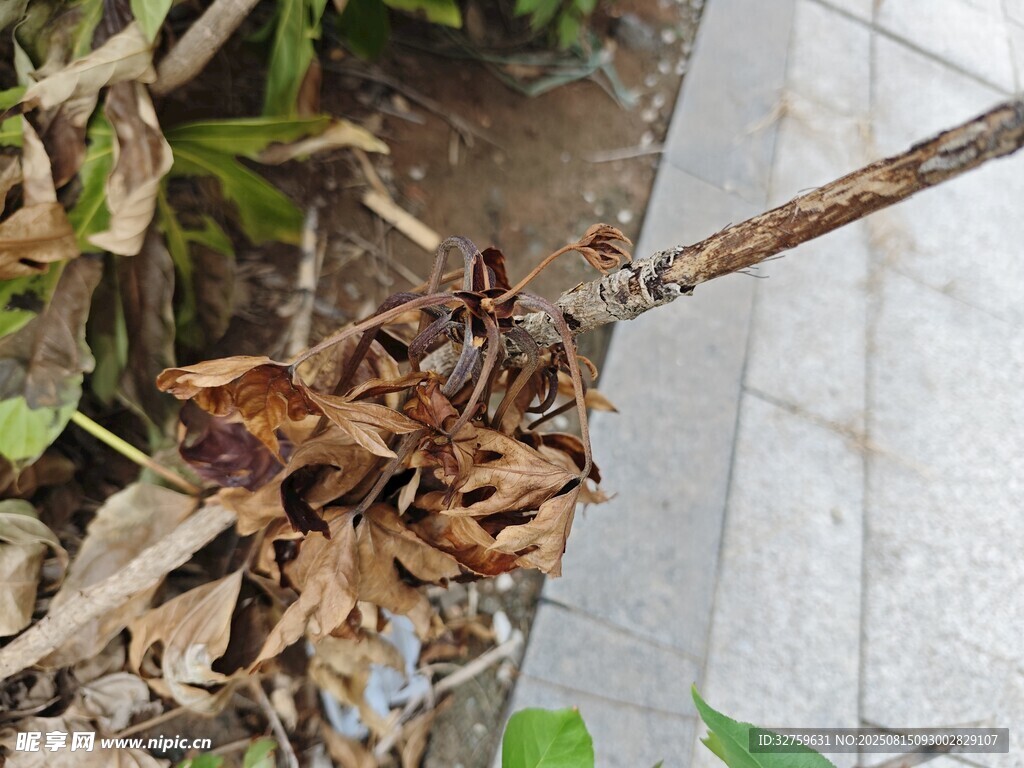 枯叶