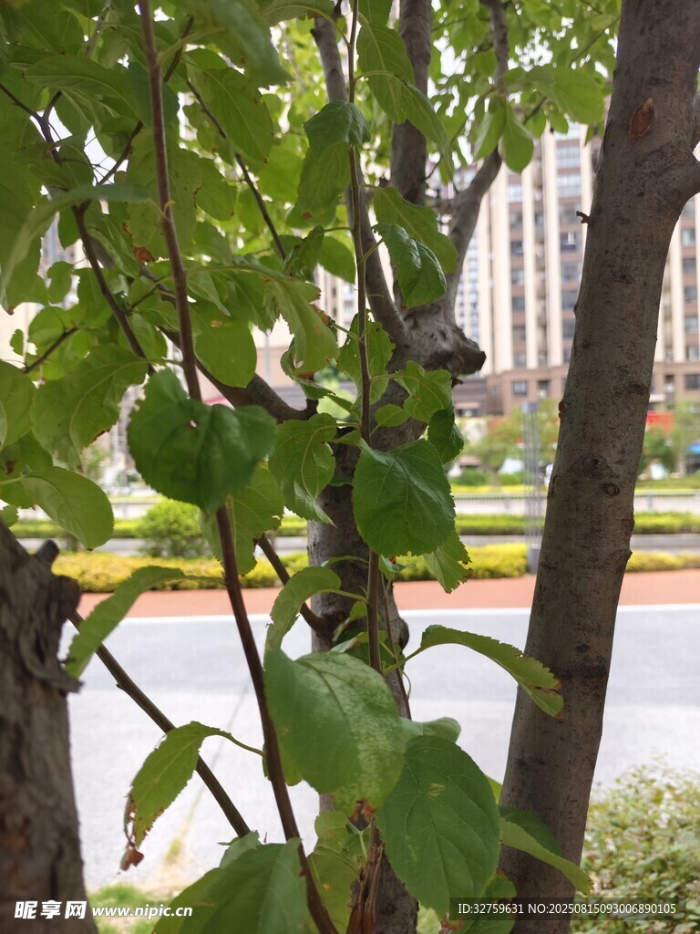 绿叶繁茂的城市景观树