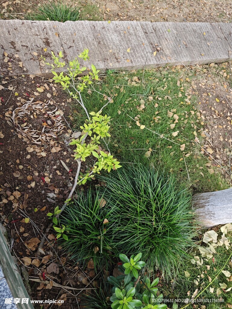 花园中的绿植小景