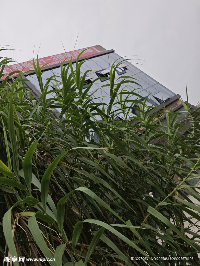 绿植掩映下的建筑一角