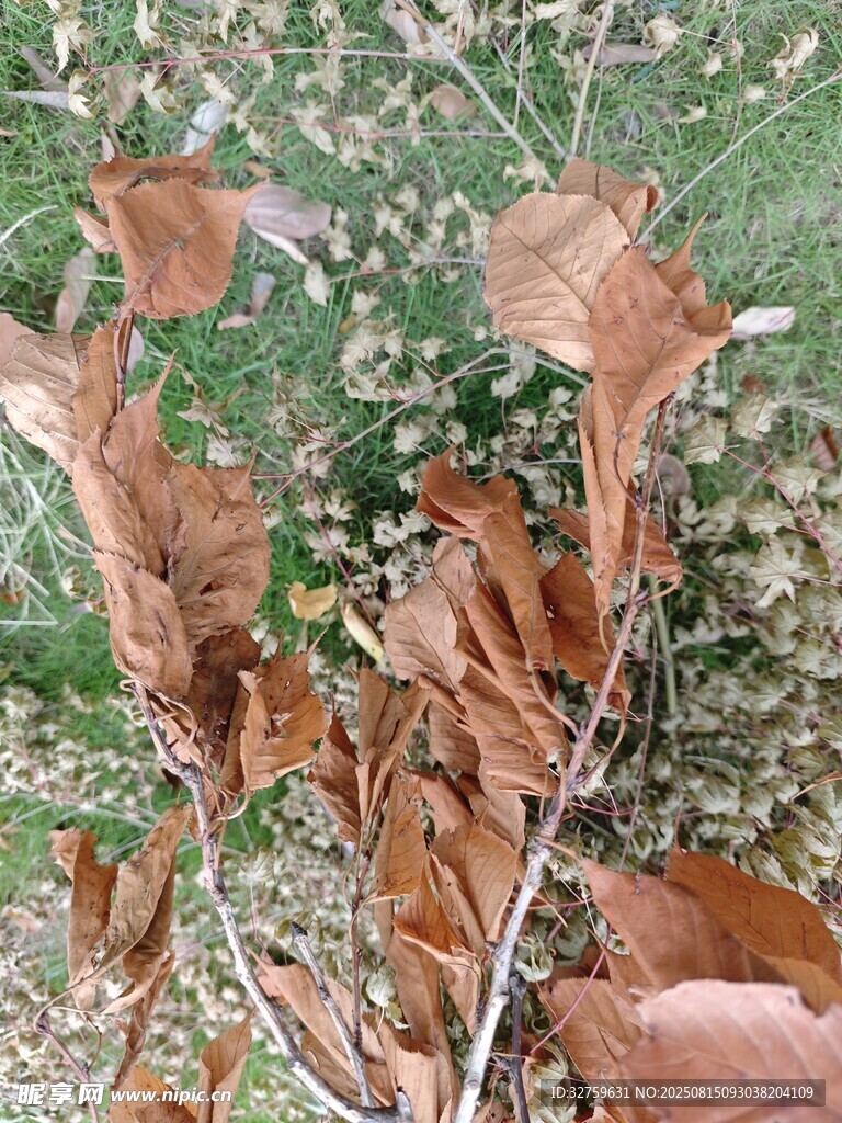 地上枯叶与绿植相伴