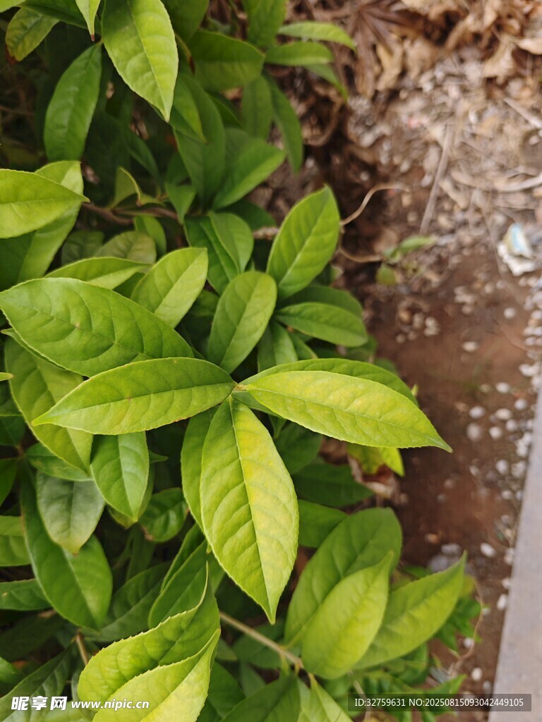 翠绿生机盎然的植物叶片
