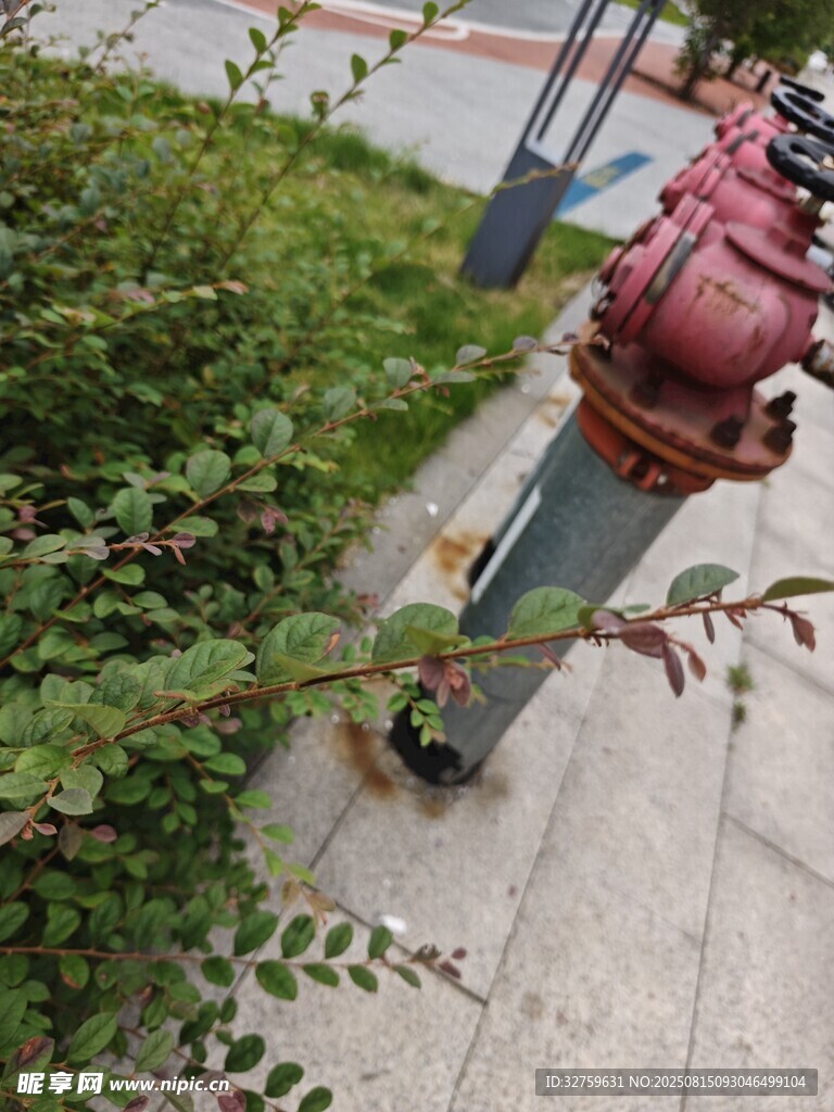 路边红消防栓及周边绿植