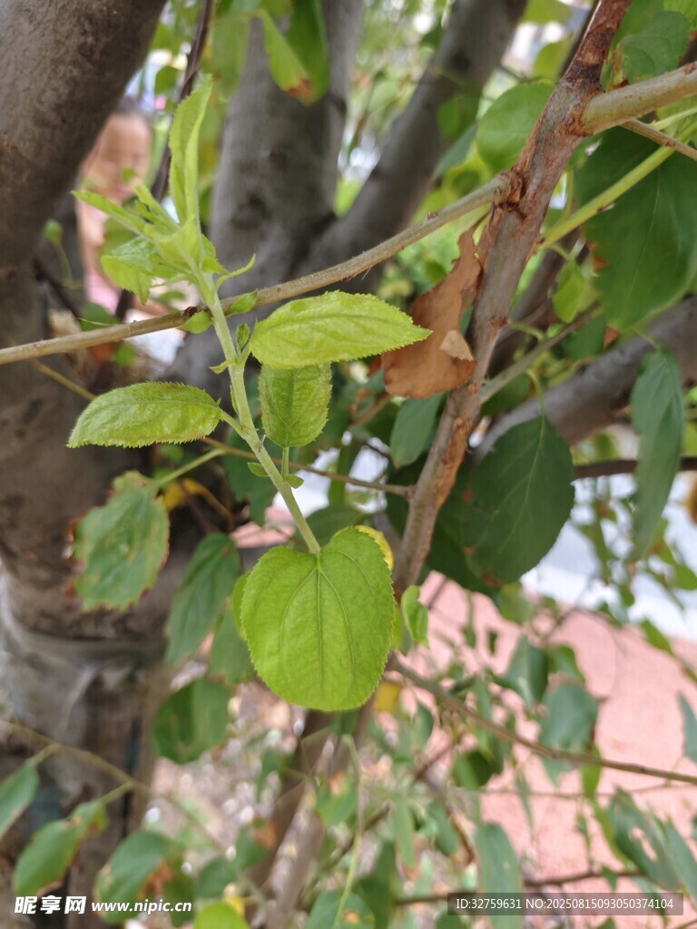 枝头嫩绿叶片生机盎然