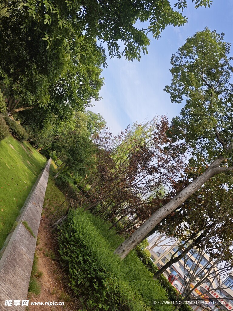 城市中的静谧林荫小道