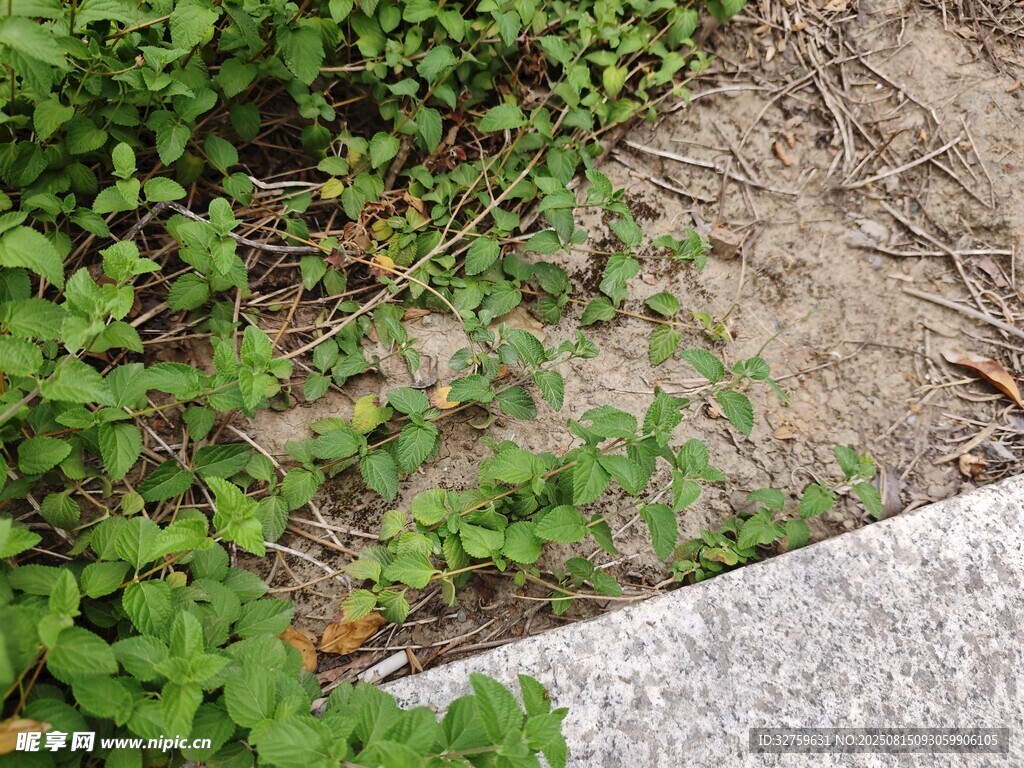 路边嫩绿植物生机初显