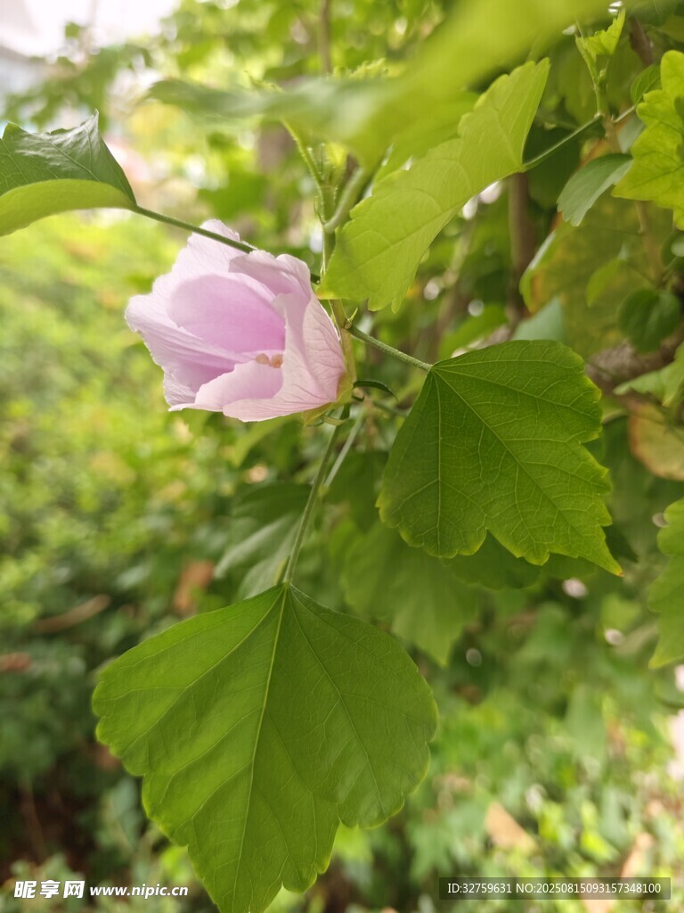 枝头绽放的粉色木槿花