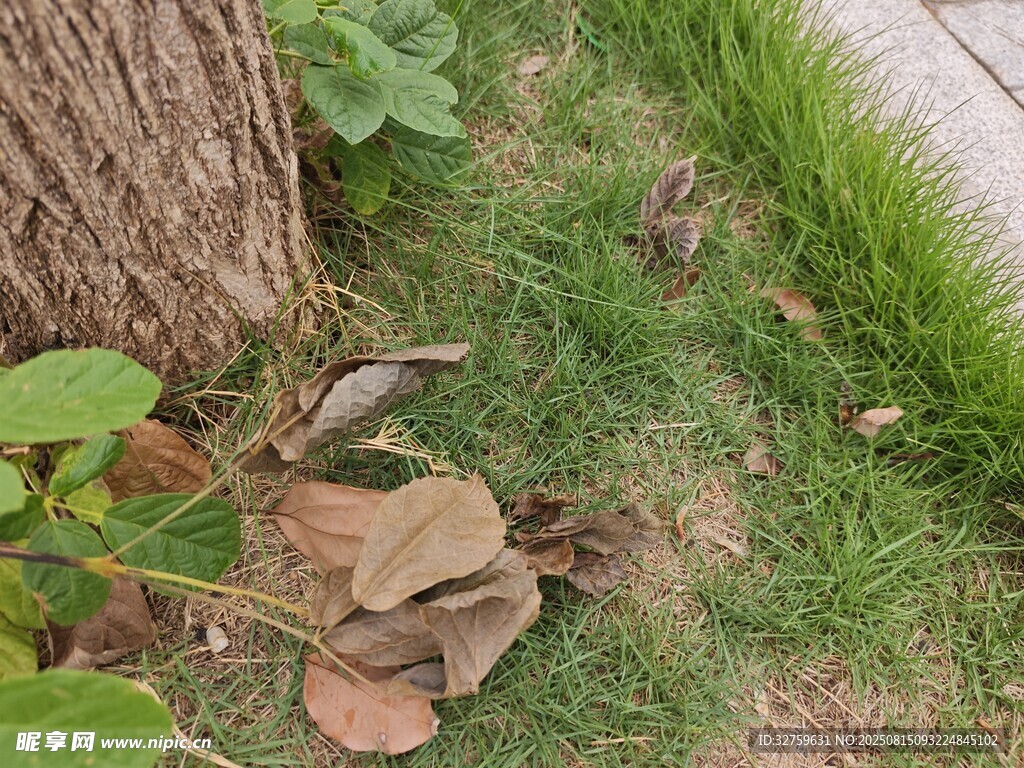 树下枯叶旁的绿草景象