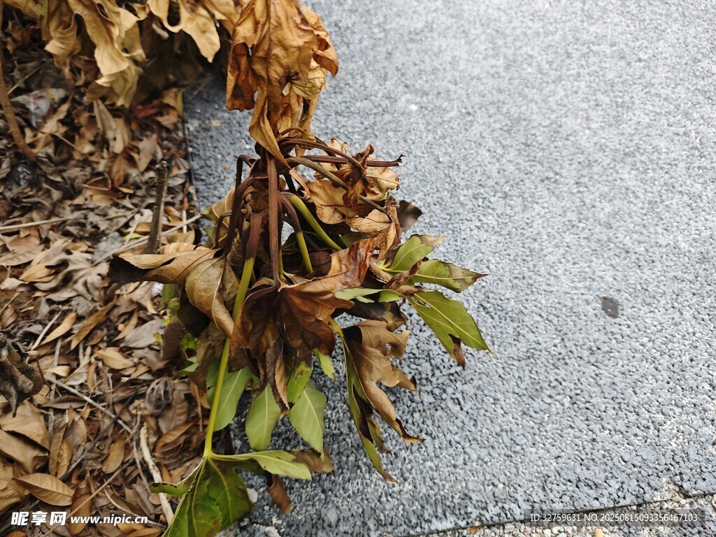 地面上的枯叶与绿植