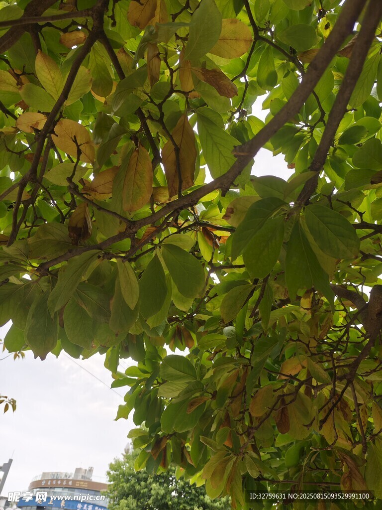 繁茂枝叶间的果实景象