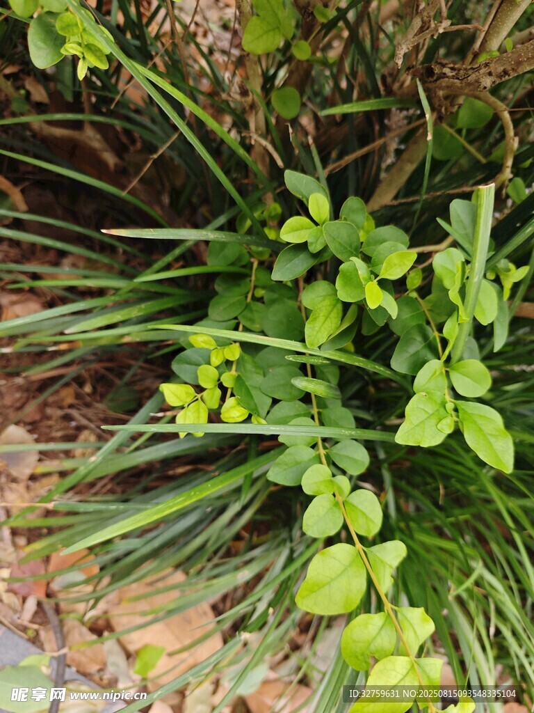 嫩绿植物生机盎然